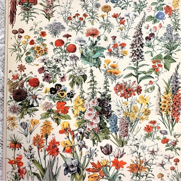 Vintage Scientific "Fleurs" (Flowers) Floral Chart 8x10 5/5 - Picture 5 of 8